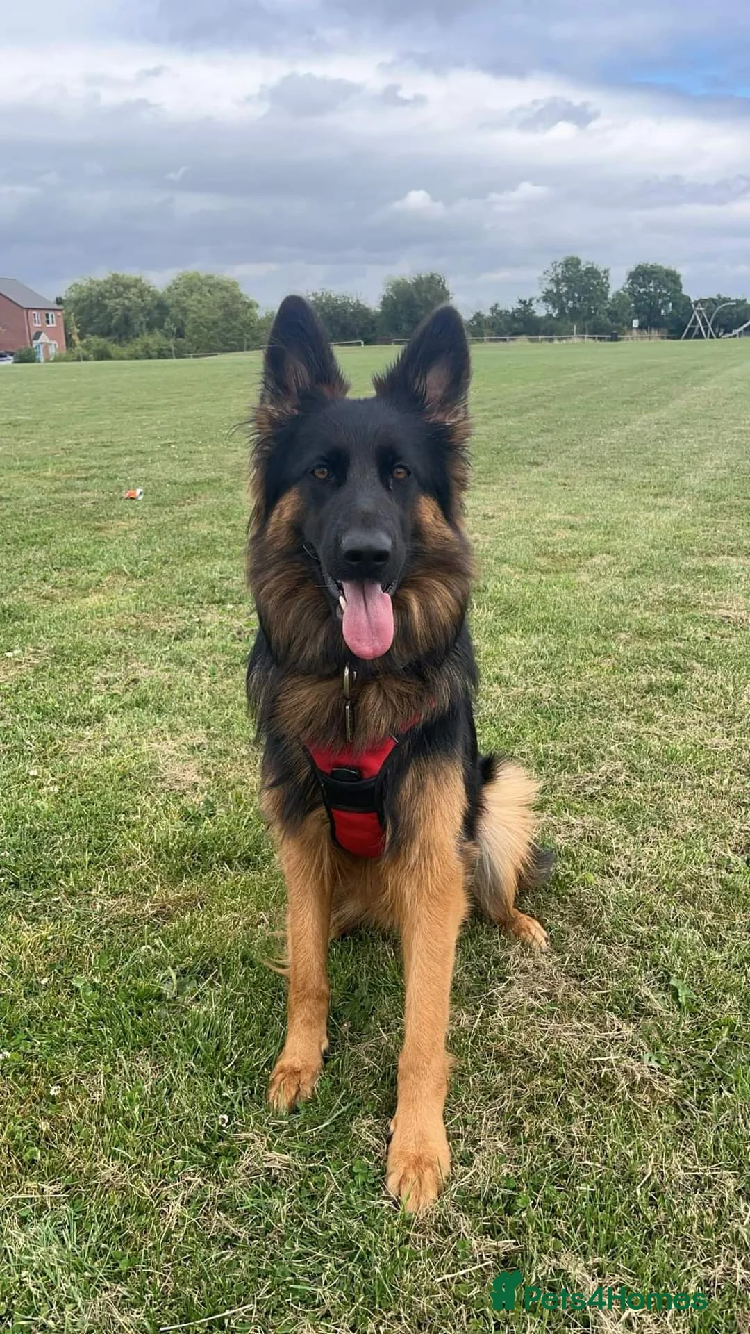 German Shepherd dogs for sale: Longcoated german shepherd  - Advert 1