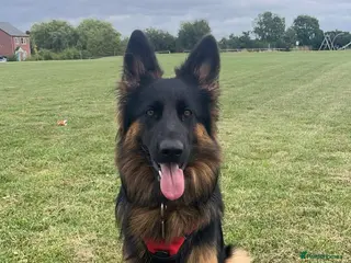 German Shepherd dogs Longcoated german shepherd in Nuneaton - Advert 1