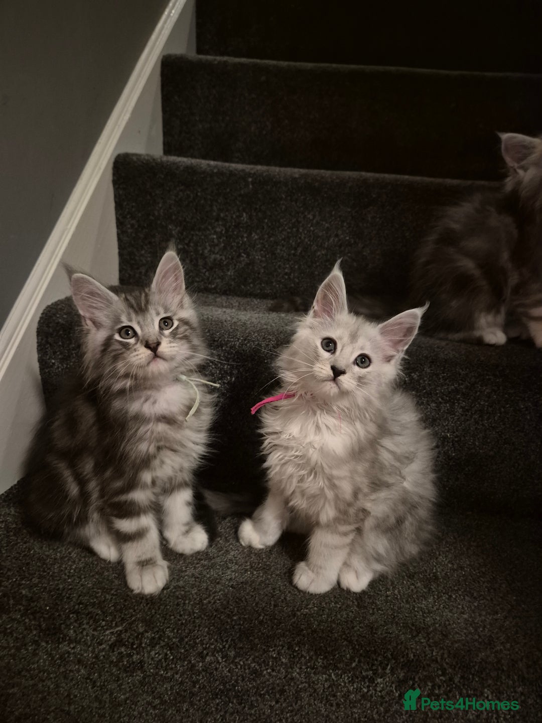 Maine Coon cats for sale: Maine Coon kittens - Advert 1