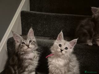Maine Coon cats Tica registered Maine Coon kittens - Advert 17