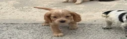 Cocker Spaniel dogs for sale: Cocker spaniel puppies  in Llanelli - Advert 5