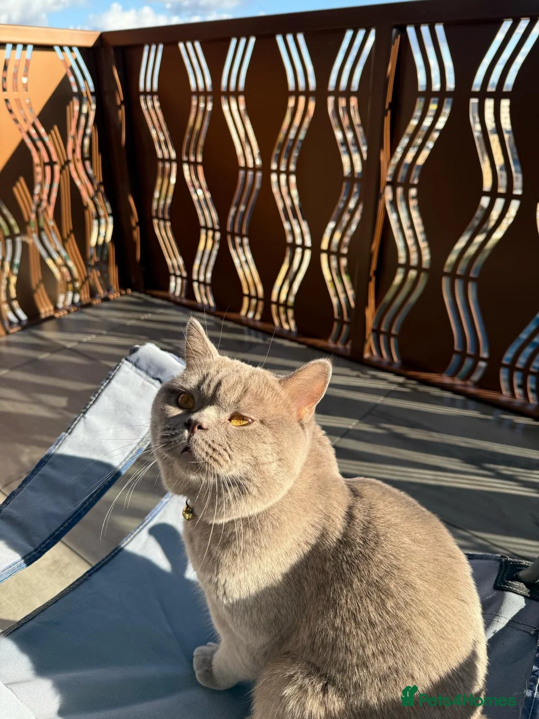 British Shorthair cats for stud: Lilac BSH proven STUD - Advert 6