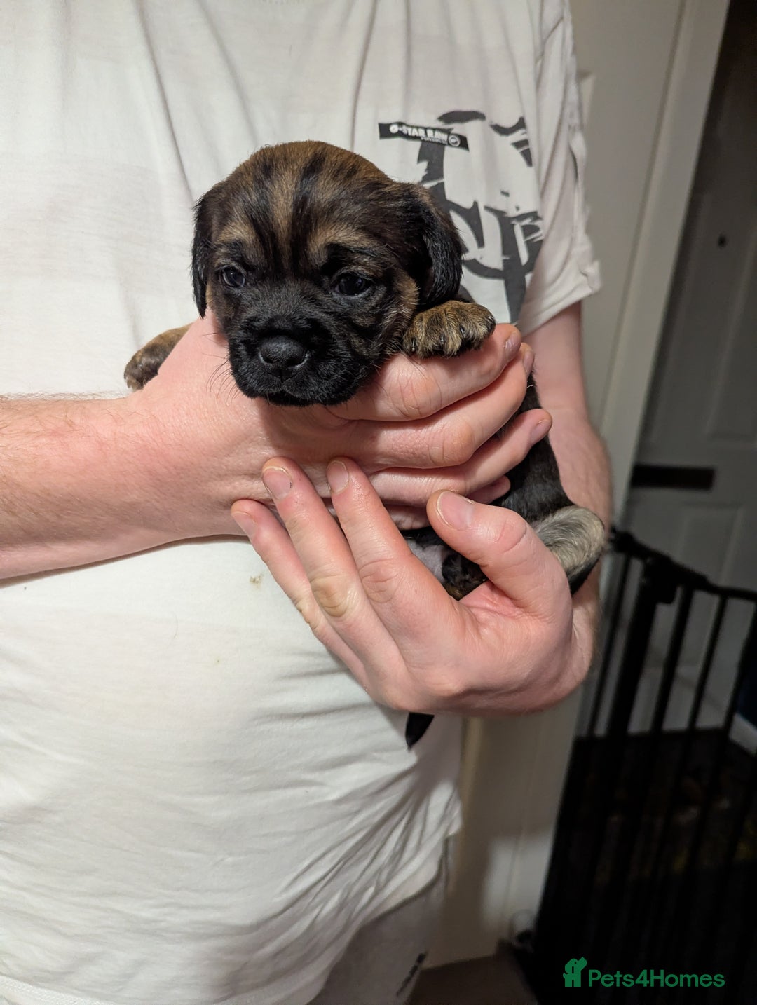Border Terrier dogs for sale: KC Reg Border Terrier pups - Advert 15