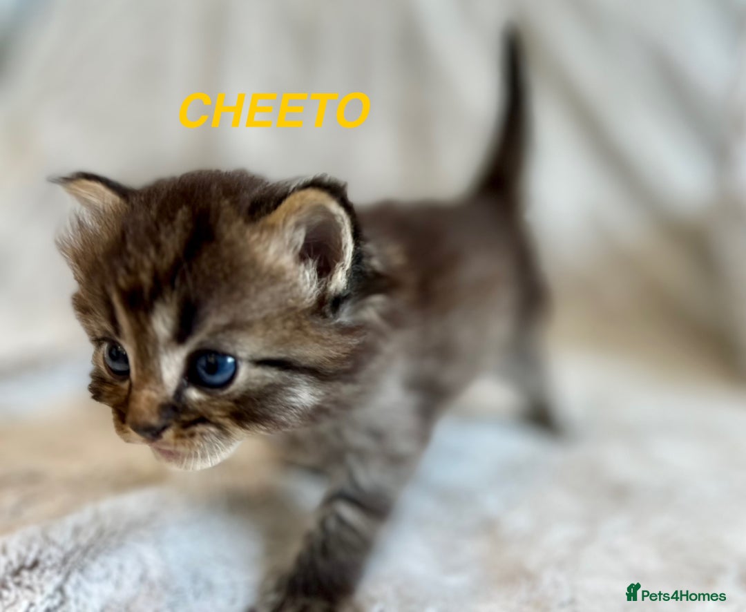 Persian cats for sale: Absolutely Stunning litter of Persian/Ragdolls - Image 24