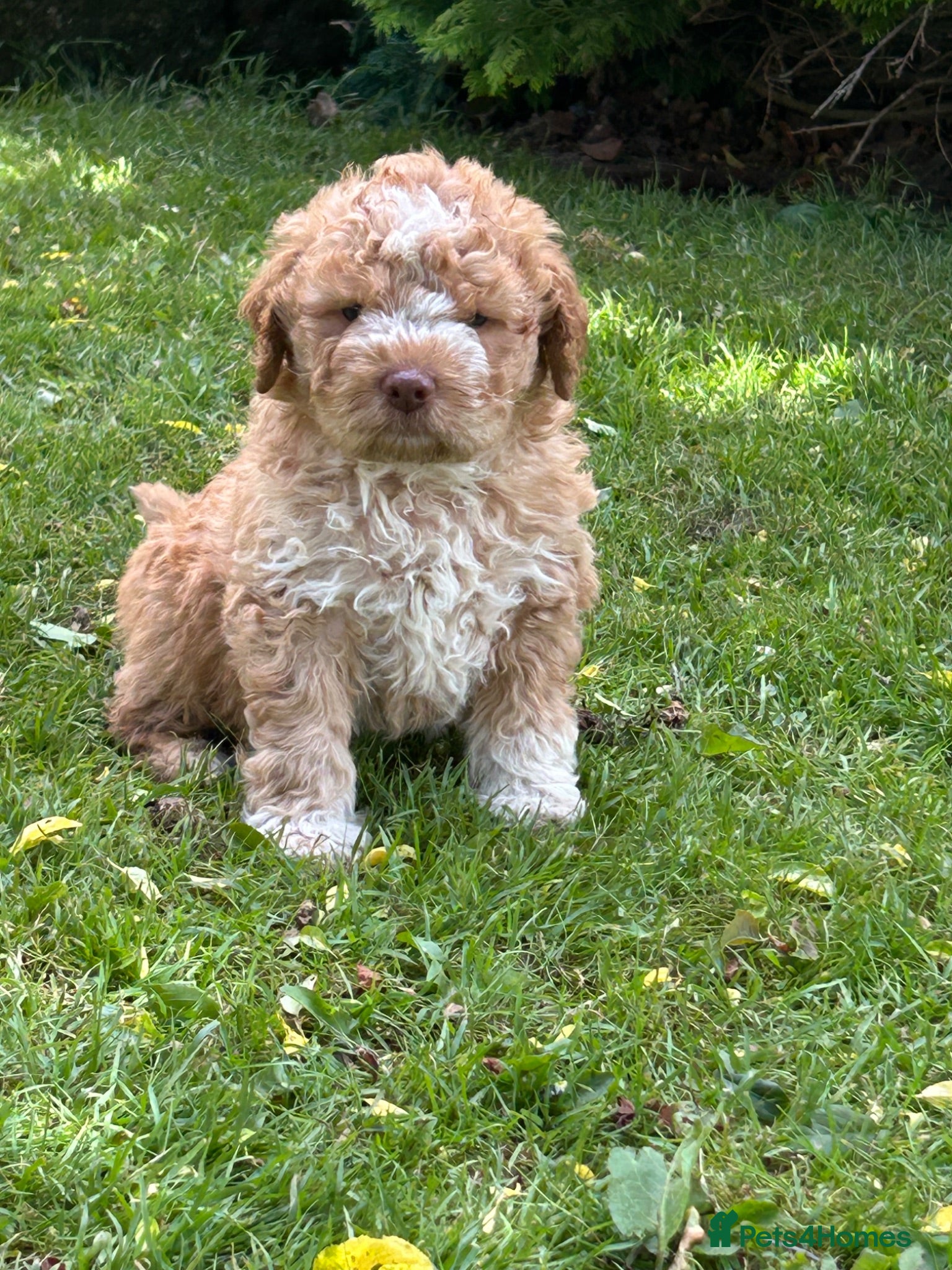 Lagotto Romagnolo dogs 5 beautiful Lagotto boys - Advert 1