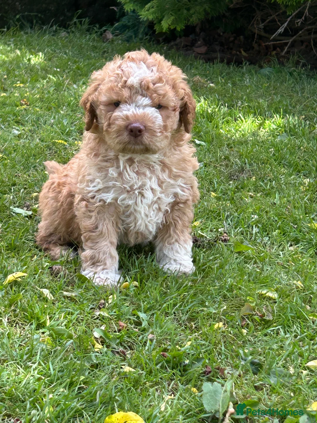 Lagotto Romagnolo dogs for sale: 5 beautiful Lagotto boys - Advert 1