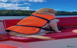 Golden Retriever dogs for sale: Handsome 10 month old Golden Retriever. in Slough - Image 2