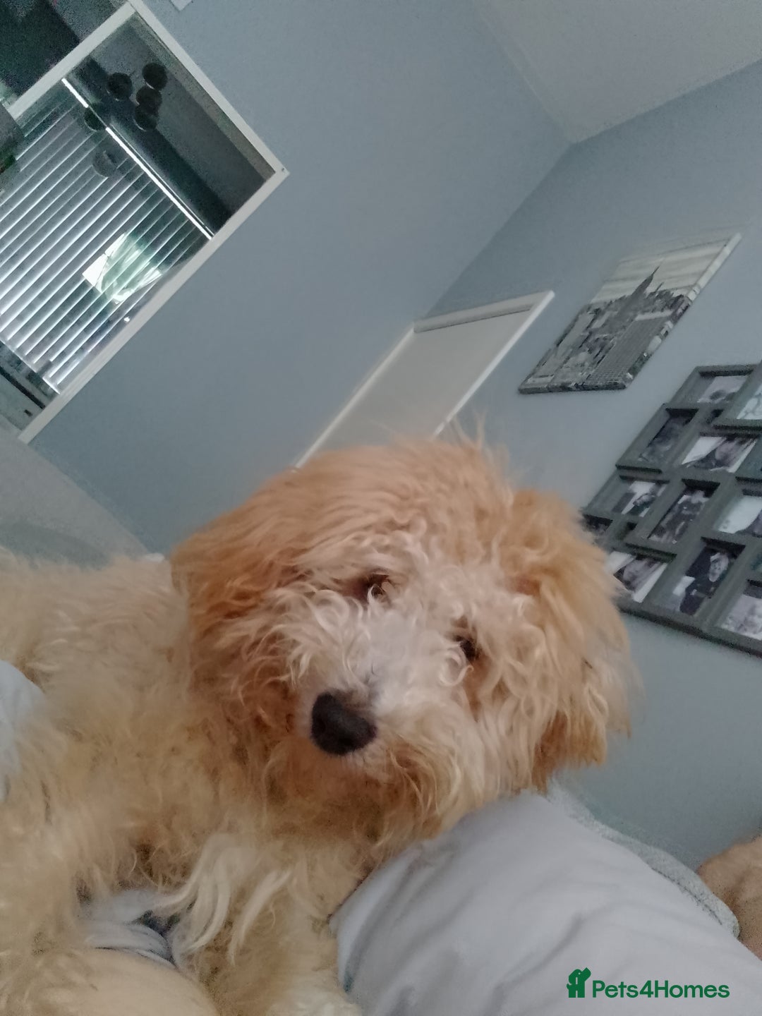 Poochon dogs for sale: 11 month old poochon - Advert 5