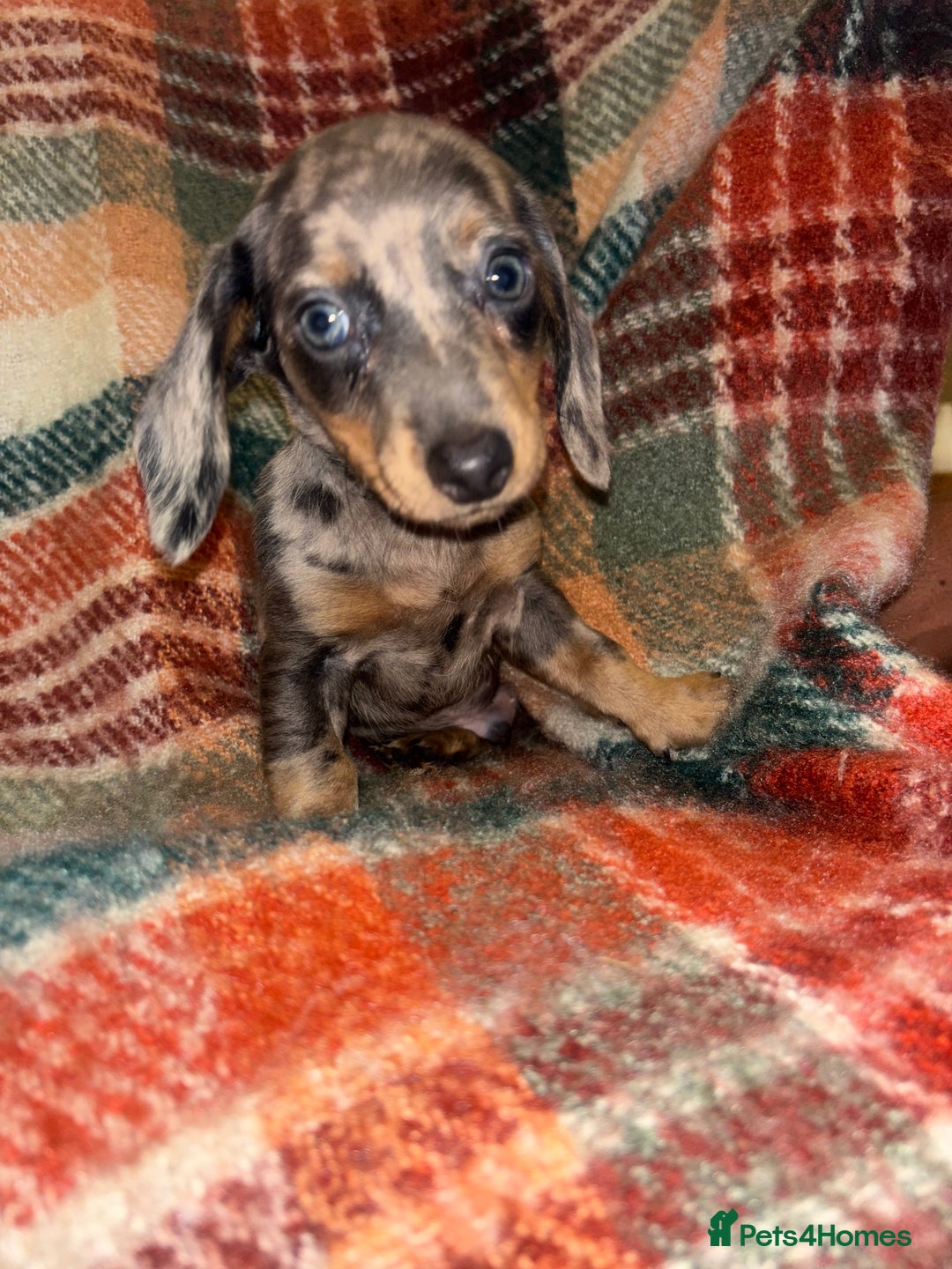 Miniature Dachshund dogs for sale: 🐶 beautiful tiny Dachshund puppies🐶 - Advert 18