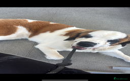 Saint Bernard dogs for sale: Gorgeous 1 Year old Saint Bernard - Image 5
