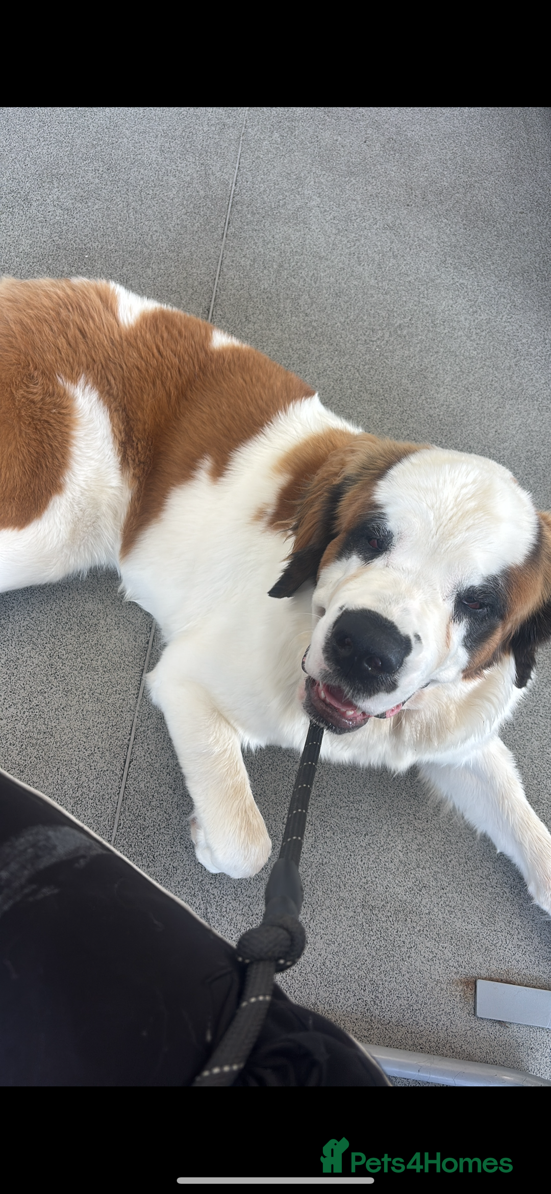 Saint Bernard dogs for sale: Gorgeous 1 Year old Saint Bernard - Image 5