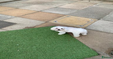 Maltese dogs - Advert 12