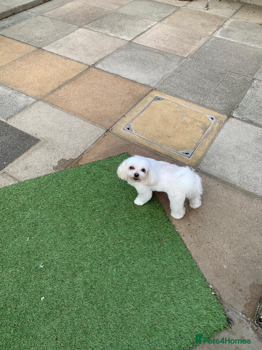 Maltese dogs for sale: Adorable Maltese girls for rehoming 💔 - Image 3