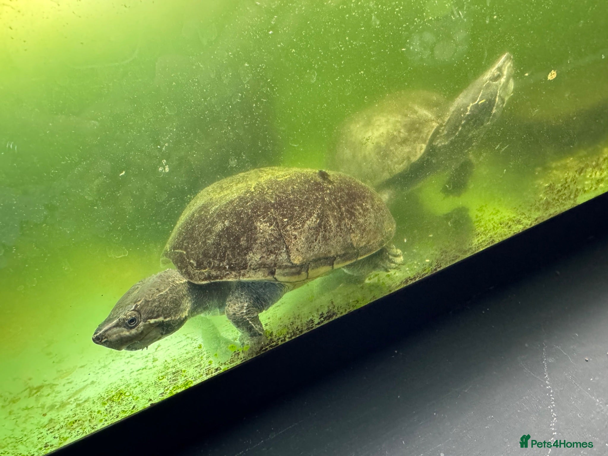 Terrapin reptiles for sale: Terrapins x2 - Advert 1
