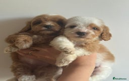 Cavapoo dogs for sale: Beautiful cavapoo puppies ❤️💙 - Image 8