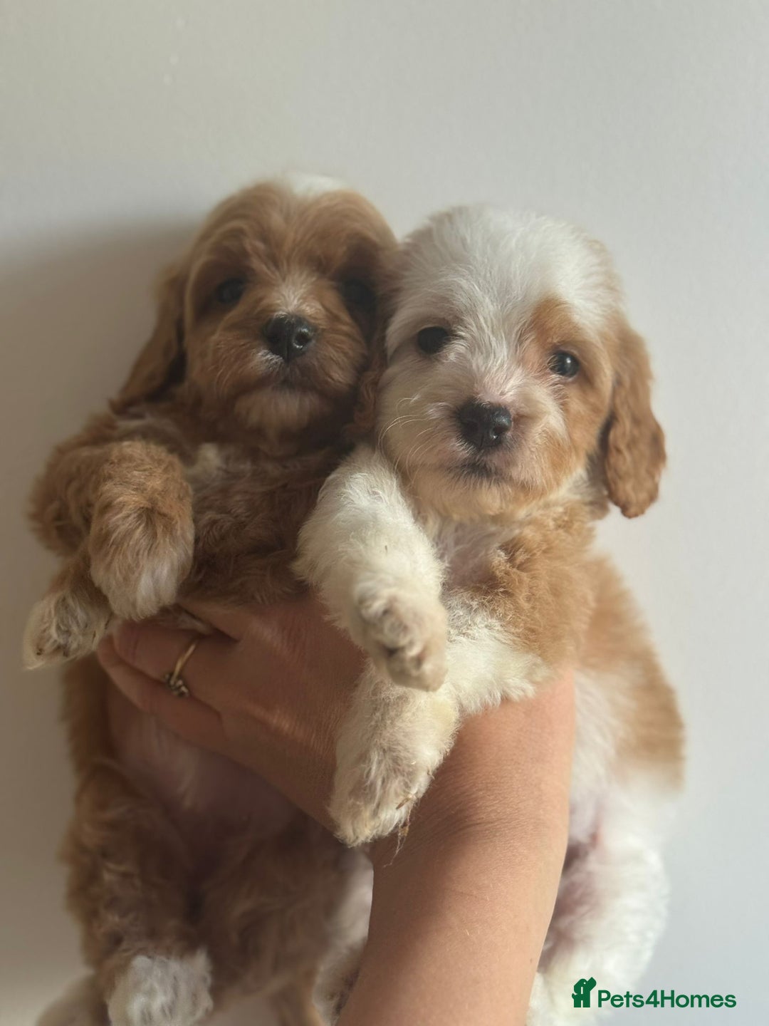 Cavapoo dogs for sale: Beautiful cavapoo puppies ❤️💙 - Image 8