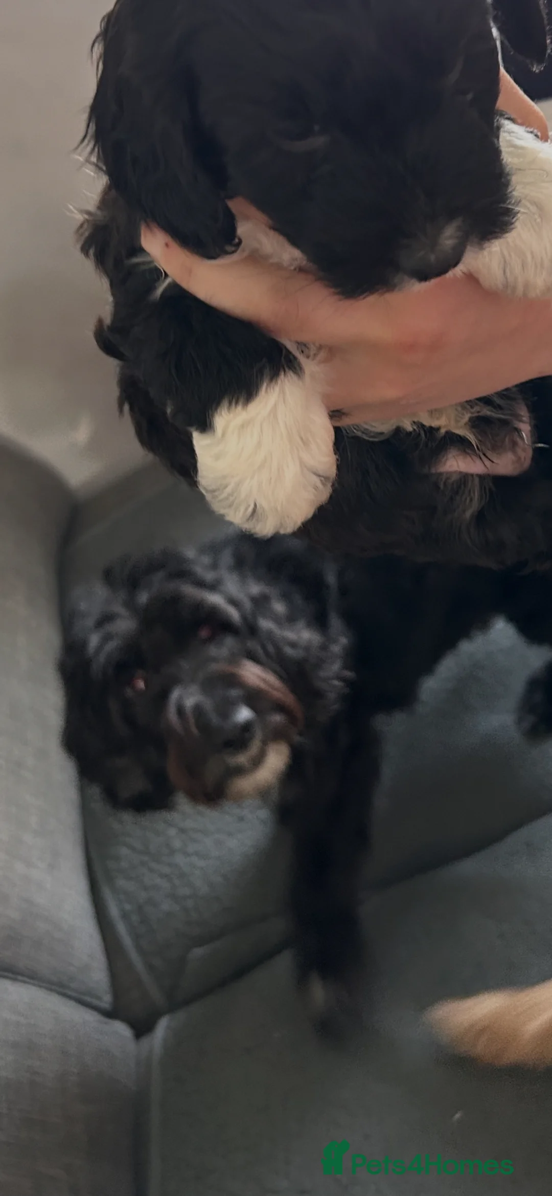 Cockapoo dogs for sale: 7x beautiful cockapoo ready to go!🥰 - Advert 1