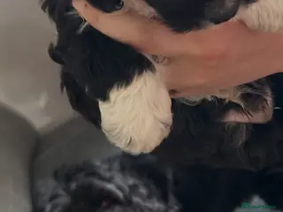 Cockapoo dogs 7x beautiful cockapoo ready to go!🥰 - Advert 1