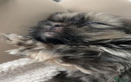 Shih Tzu dogs for sale: SHIT TZU grey puppy - Image 7