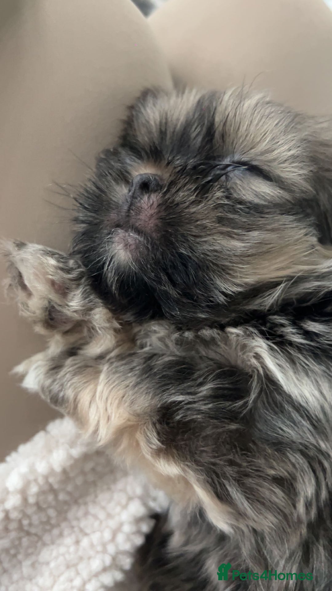 Shih Tzu dogs for sale: SHIT TZU grey puppy - Image 7