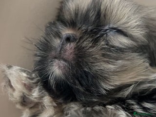 Shih Tzu dogs - Advert 3