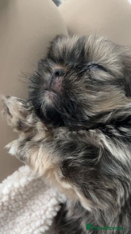 Shih Tzu dogs - Advert 4