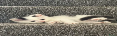 Domestic Shorthair 2