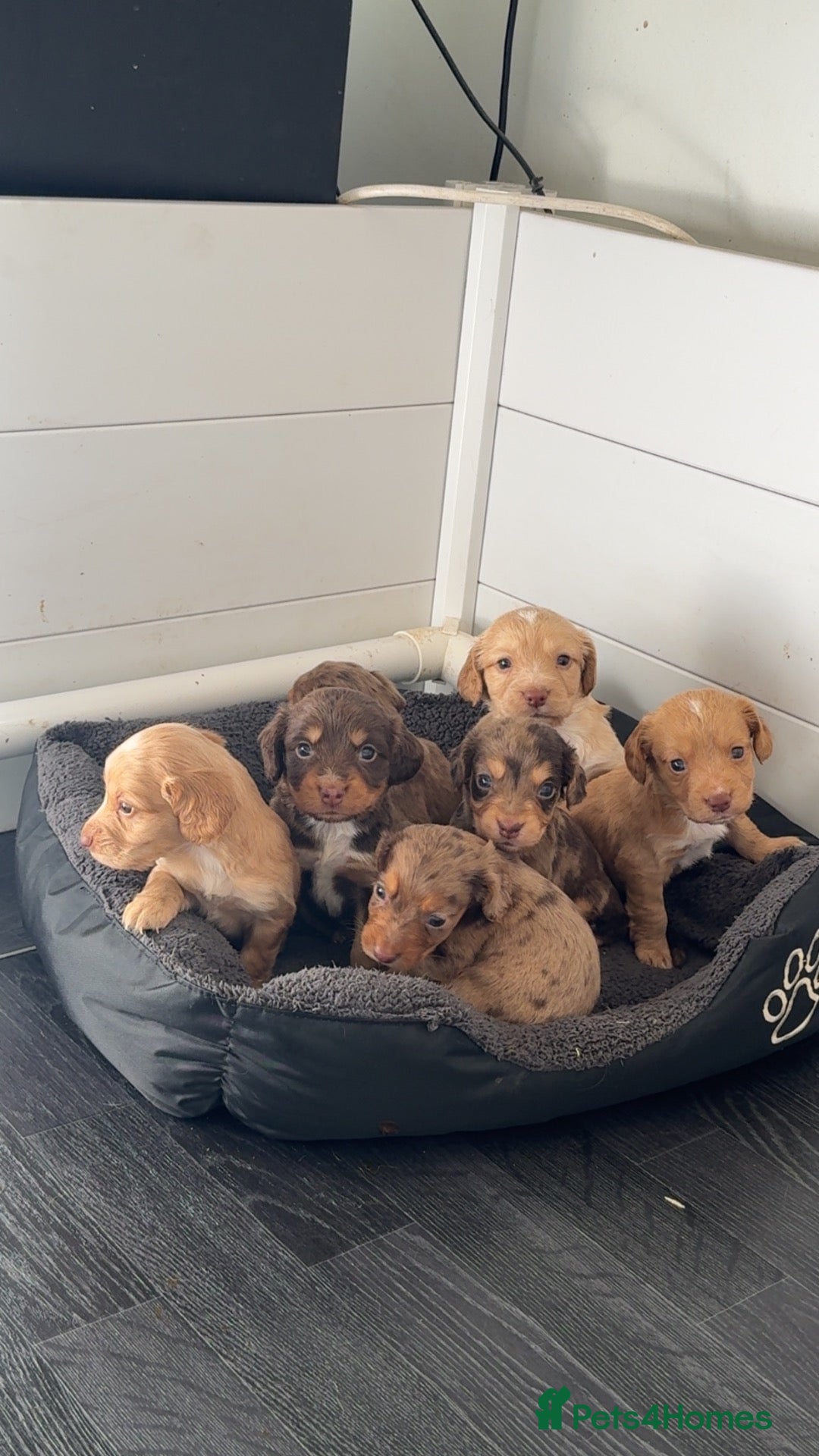 Cocker Spaniel dogs 3 stunning cocker spaniels  - Advert 1