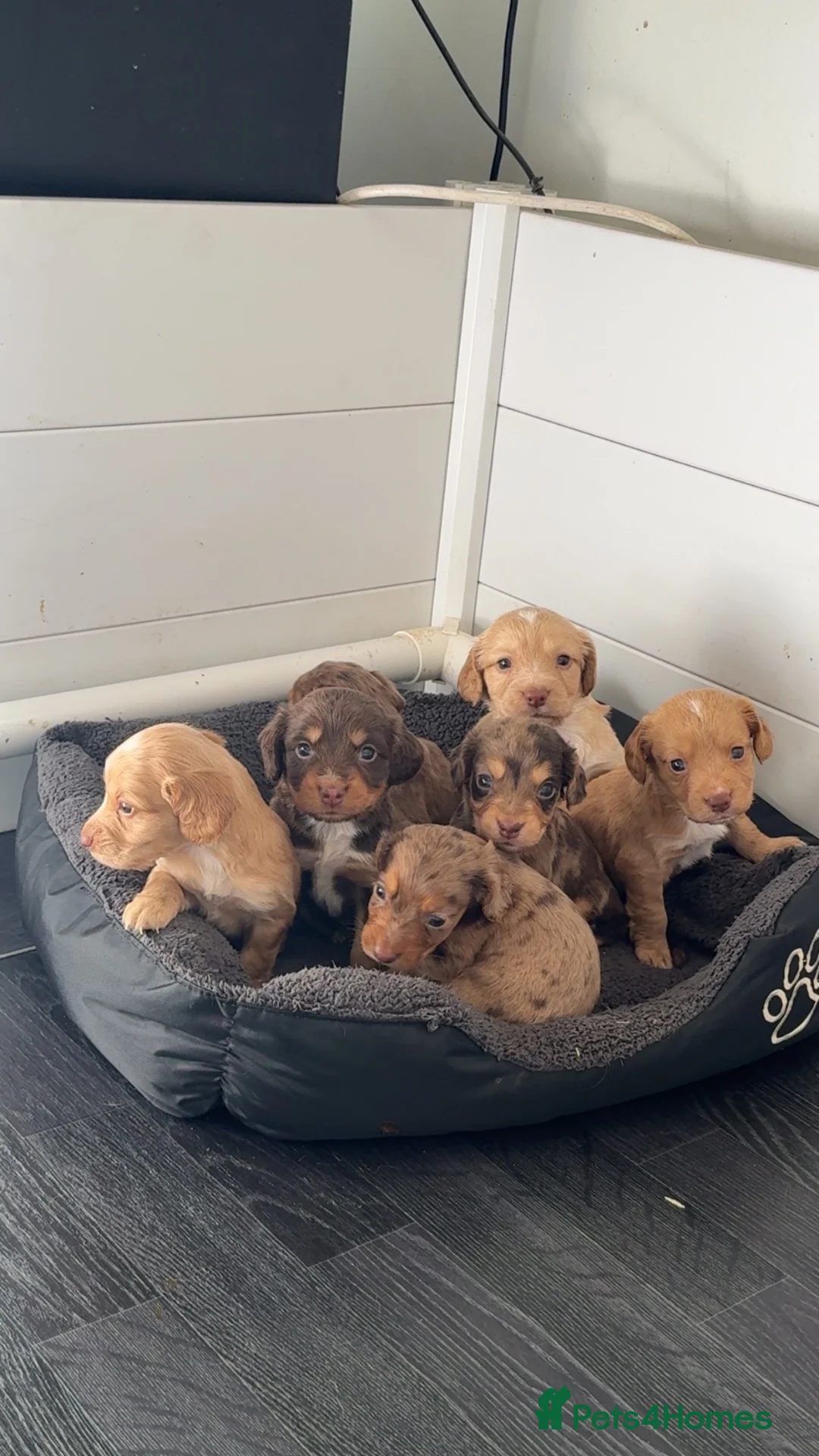 Cocker Spaniel dogs for sale: 3 stunning cocker spaniels  - Advert 1