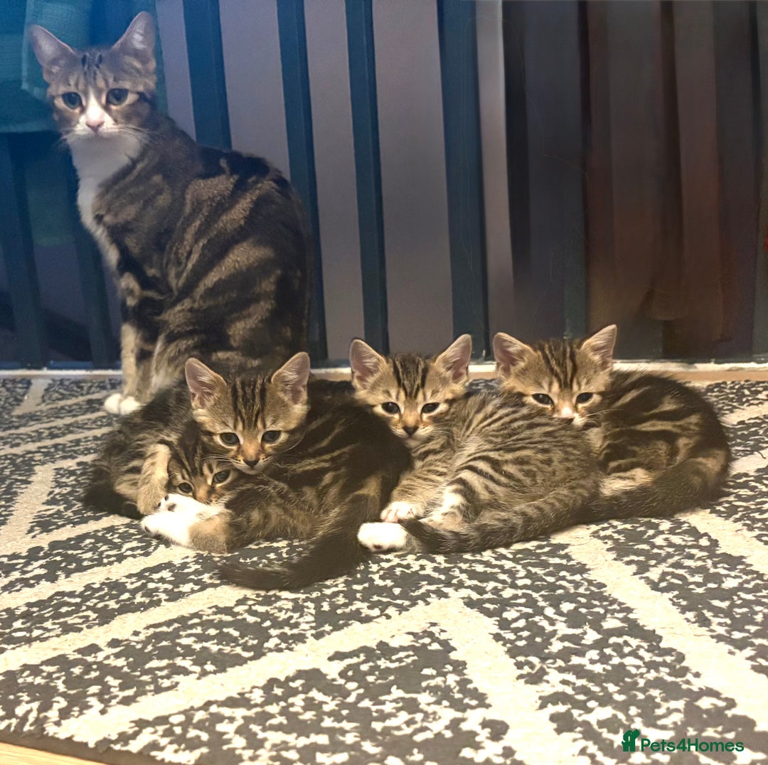 Mixed Breed cats for sale: 2 female kittens 8 weeks old super cute :) - Image 4