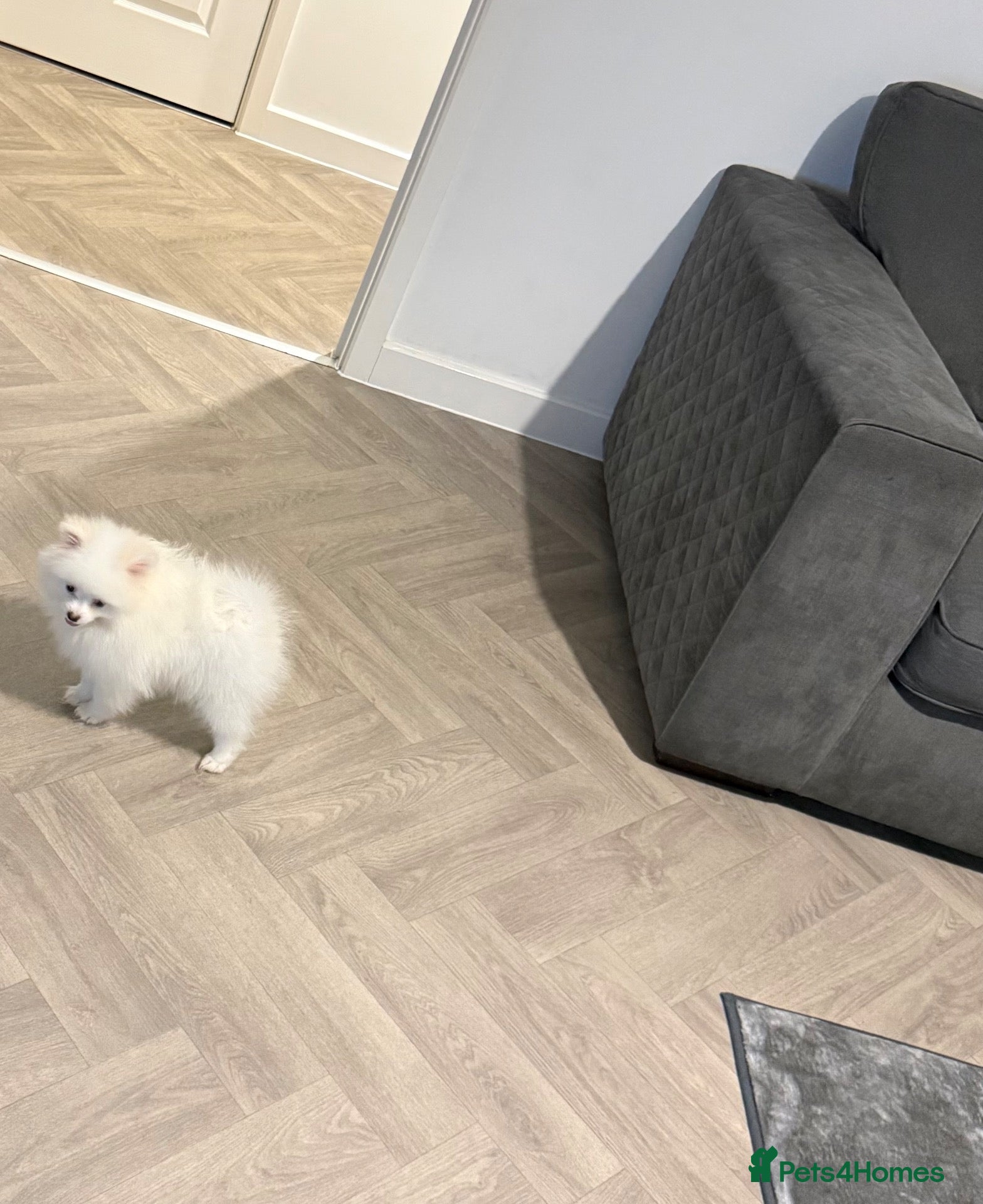 Pomeranian dogs Beautiful Pomeranian boy  - Advert 12