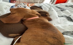 Miniature Dachshund dogs for sale: 2 female miniature dachshunds  - Image 6