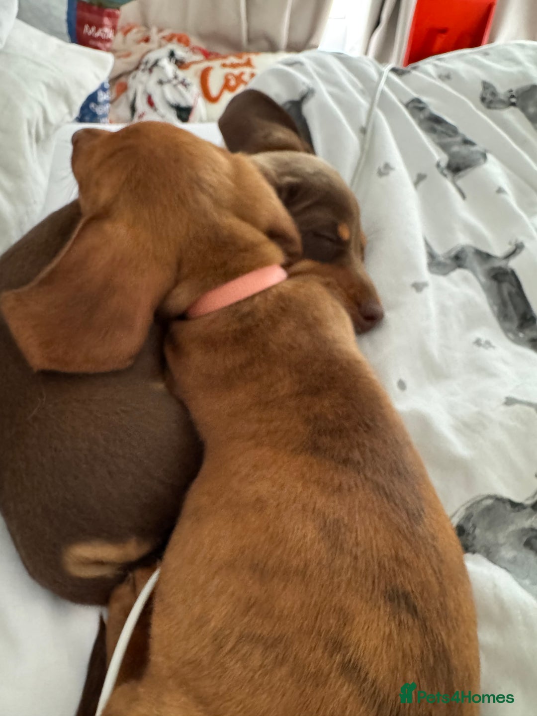Miniature Dachshund dogs for sale: 2 female miniature dachshunds  - Image 6