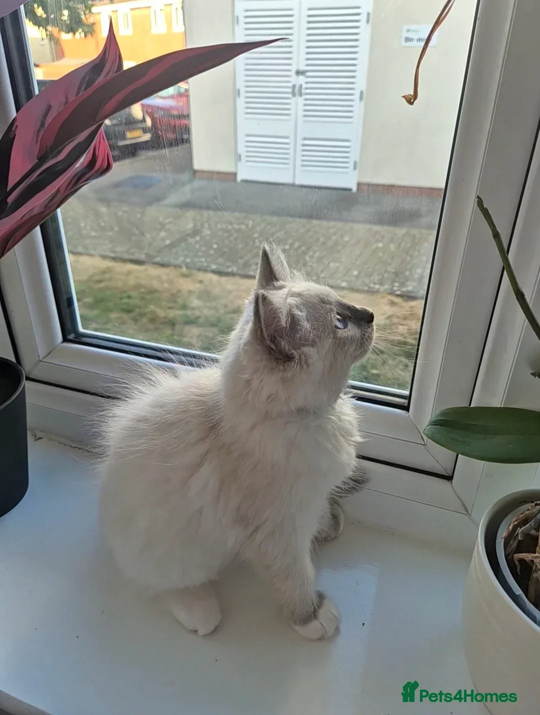 Ragdoll cats 💙 Blue Point Ragdoll Kittens – Family Raised - Advert 1