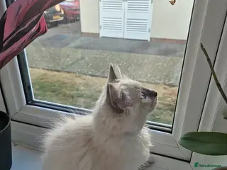 Ragdoll cats 💙 Blue Point Ragdoll Kittens – Family Raised - Advert 4