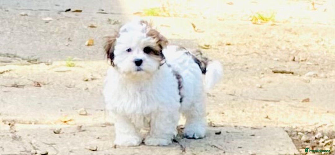 Shih Tzu dogs for sale: 🌟 HAPPY TEDDY BEAR MALSHI-POO PUPS - Image 4