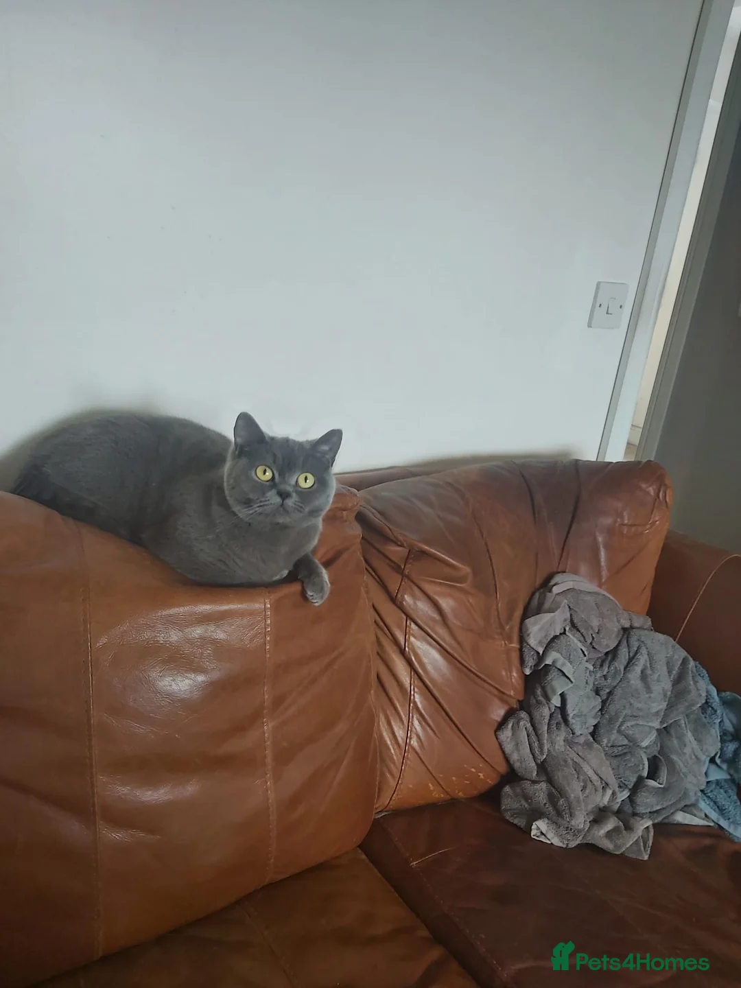 British Shorthair cats for sale: Lovely adult girl looking for a new loving family in Manchester - Advert 7