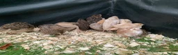 Quail poultry for sale: Mixed Japanese Coturnix Quail 6week old - Advert 3