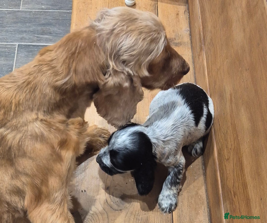 Cocker Spaniel dogs for sale: 🐾 Show-Type Cocker Spaniel Puppies 🐾 - Advert 2