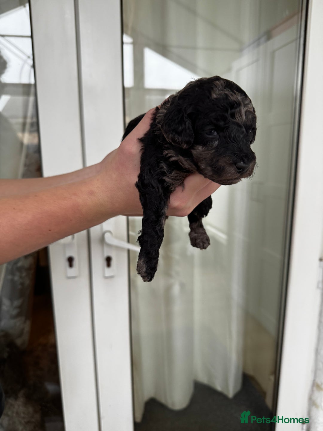 Miniature Poodle dogs for sale: Striking merle and black Miniature Poodle Puppies - Advert 5