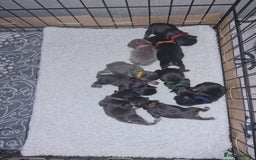 French Bulldog dogs for sale: Fluffy french bulldog puppies - Image 27
