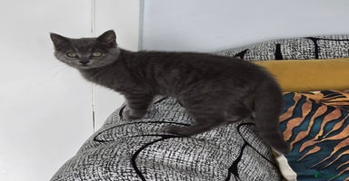 Mixed Breed cats - Advert 15