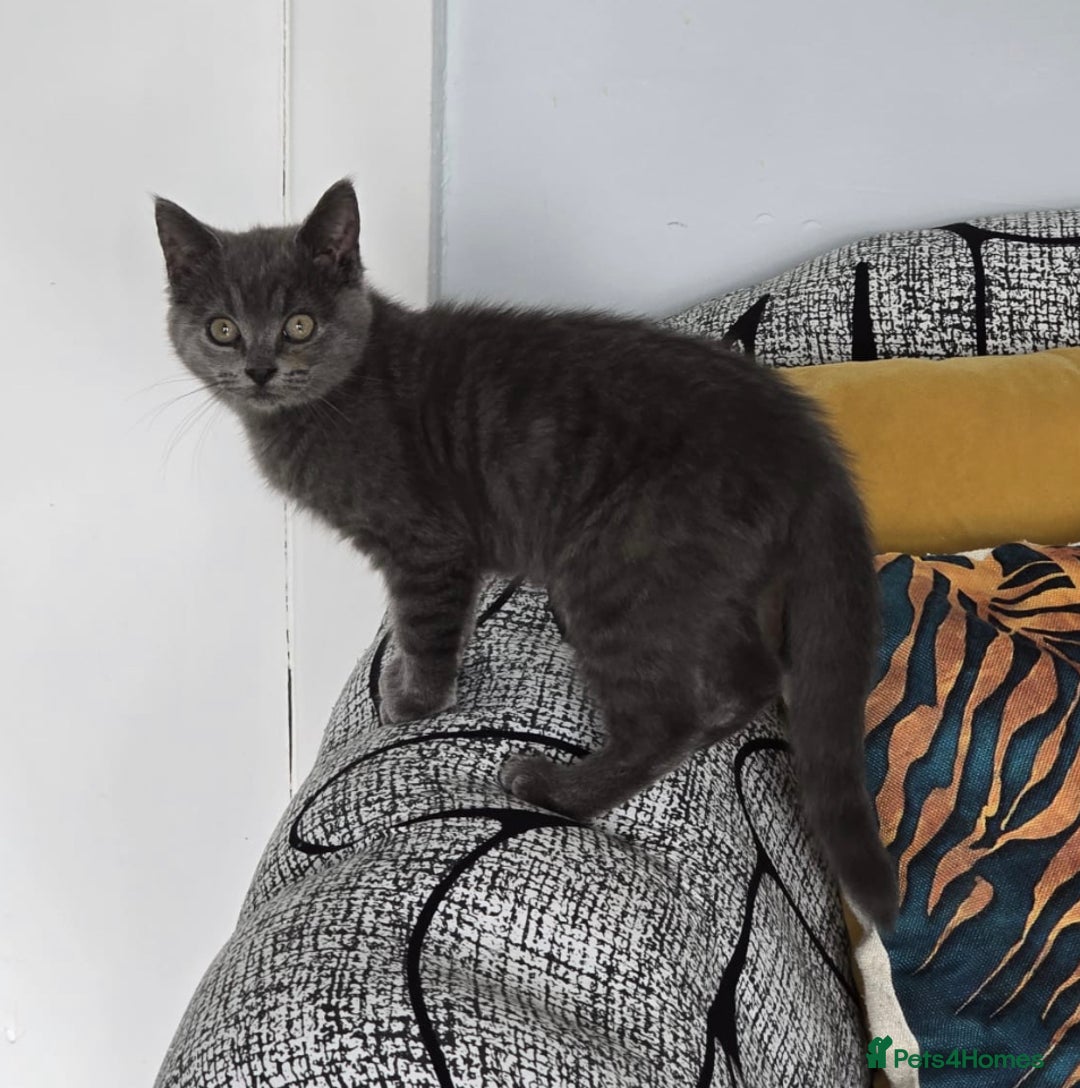 Mixed Breed cats for sale: Blue kitten - Image 3