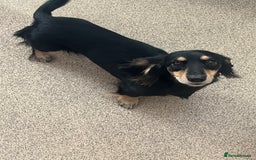 Miniature Dachshund dogs for sale: Min longhair dachshund  - Image 3