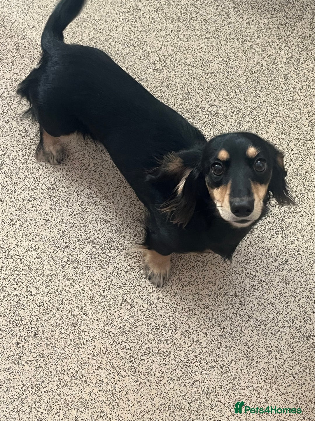Miniature Dachshund dogs for sale: Min longhair dachshund  - Image 3
