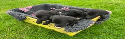 Borador dogs for sale: 5 border collie Labrador cross  - Advert 6