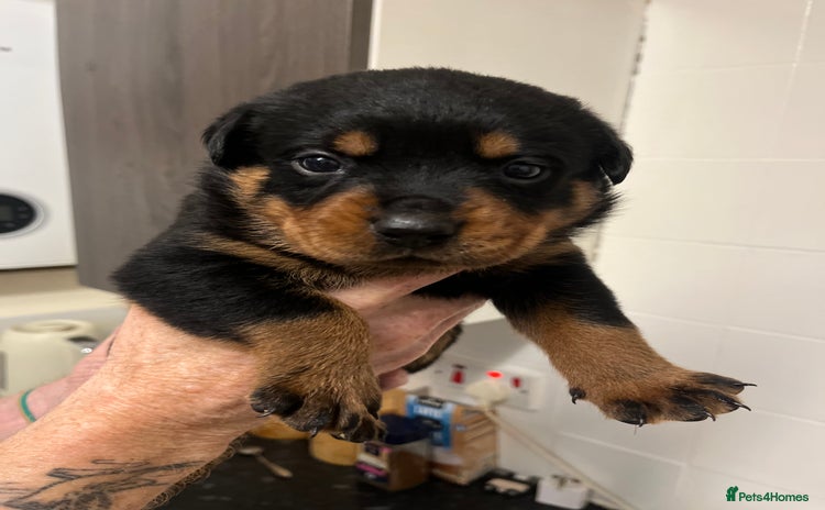 Rottweiler dogs - Advert 1