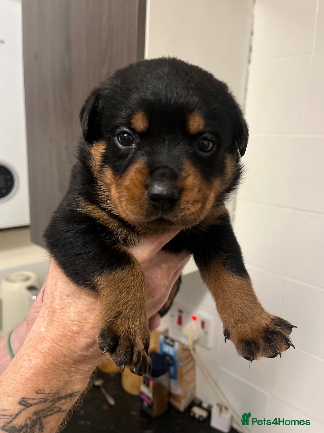 Rottweiler dogs for sale: 8 Beautiful, chunky Rottweiler pups  - Image 1