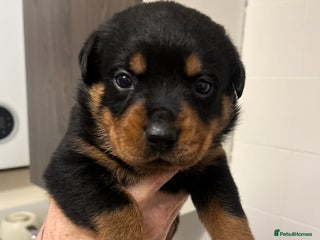 Rottweiler dogs - Advert 10