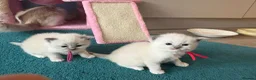 Ragdoll cats for sale: 5 beautiful ragdoll kittens for loving homes in Poole - Advert 9